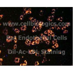 Rat Primary Liver Sinusoidal Endothelial Cells
